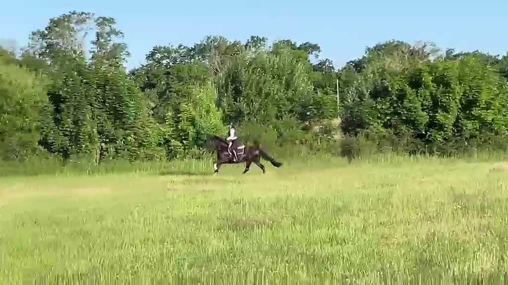 Allround hästar till salu: Kattelbo Hulda  i Kalmar - Video 3