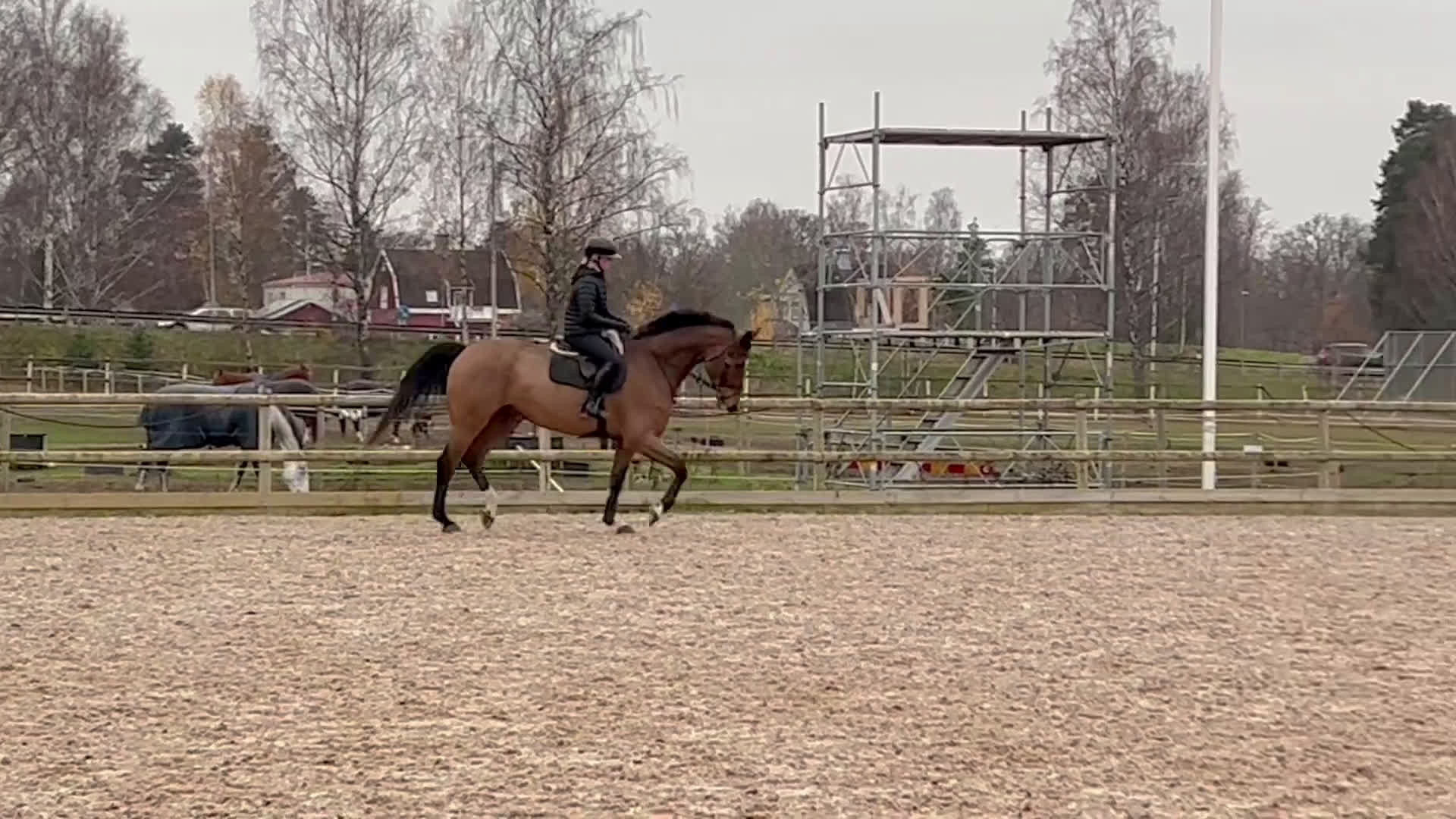 Hoppning hästar till salu: Snygg och sportig valack  i Västervik - Video 3