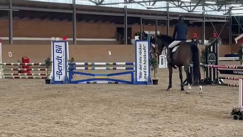 Hoppning hästar till salu: Tillfälle  - Video 1