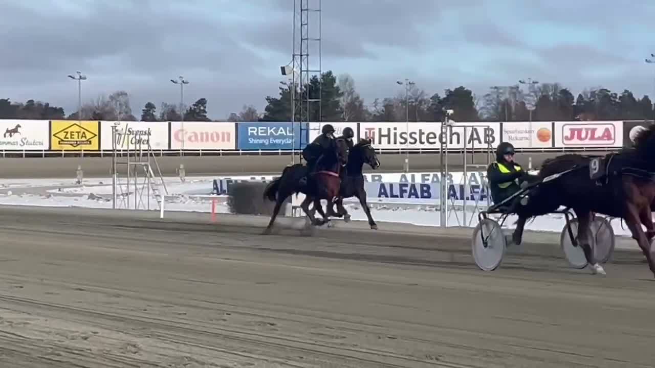 Trav hästar till salu: Snäll travare Icebreaker D.S. säljs - Video 1