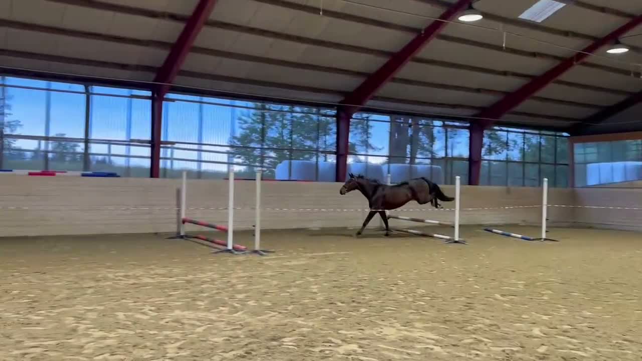 Hoppning hästar till salu: El Barone - Cardento - Irco Marco - Video 3