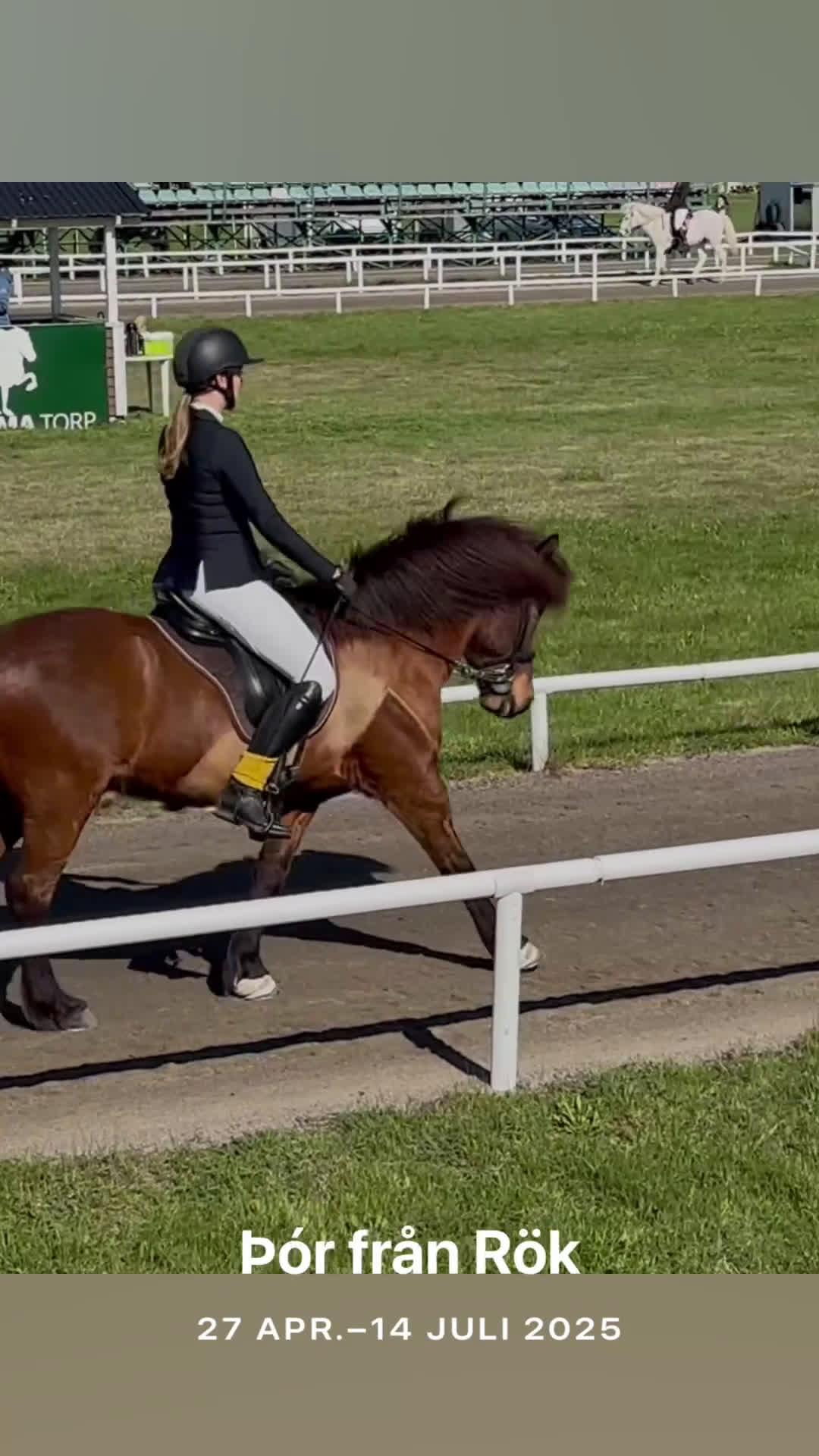 Island hästar till salu: Snygg valack med utstrålning!  i Rimforsa - Video 1