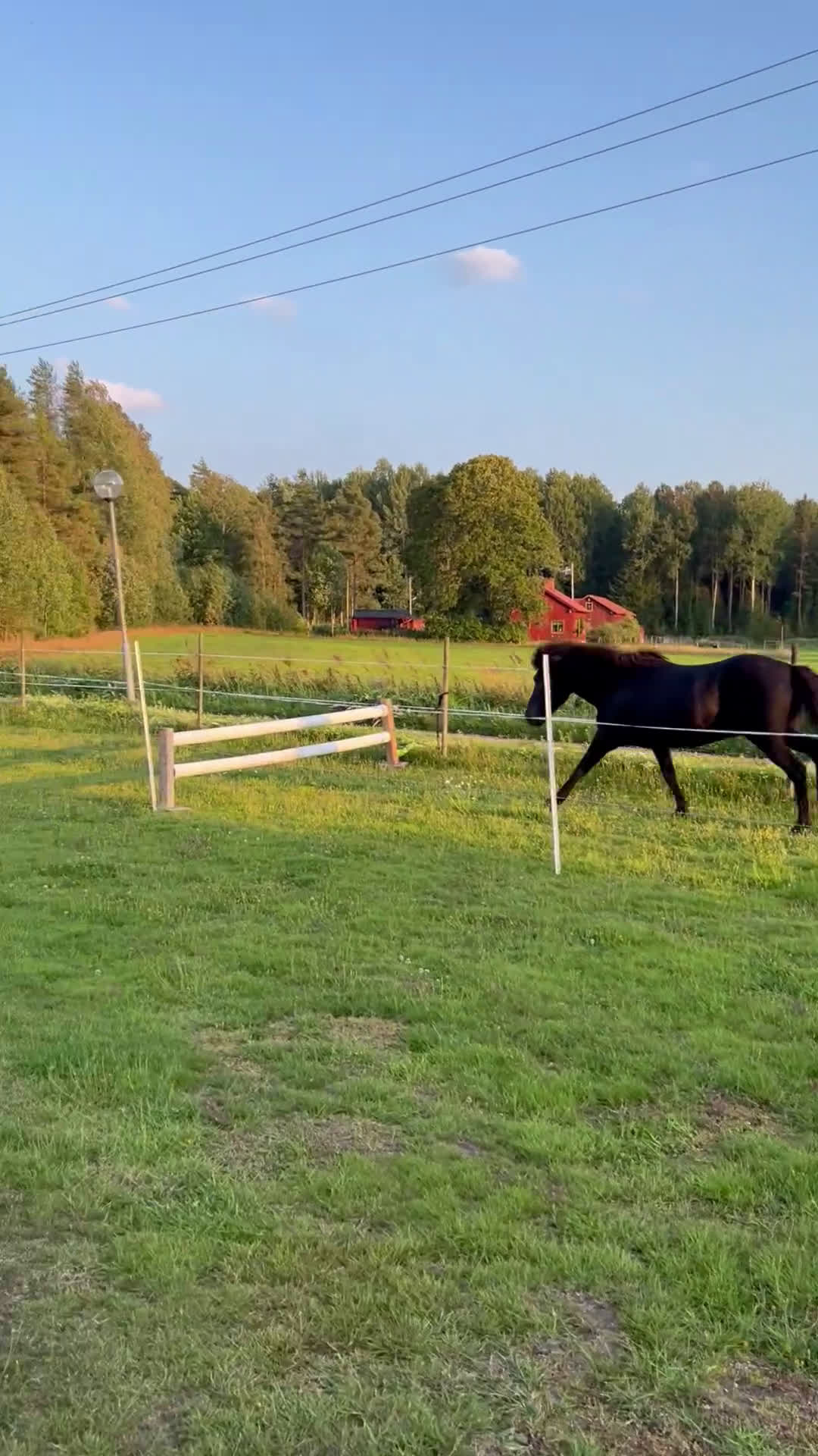 Allround hästar till salu: Söker du ett tryggt och stabilt förhållande? i Järlåsa - Video 1