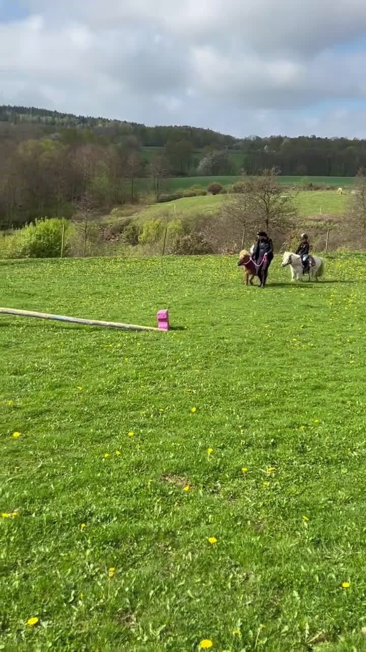 Allround hästar till salu: Världens bästa ponny söker ny bästa kompis - Video 3