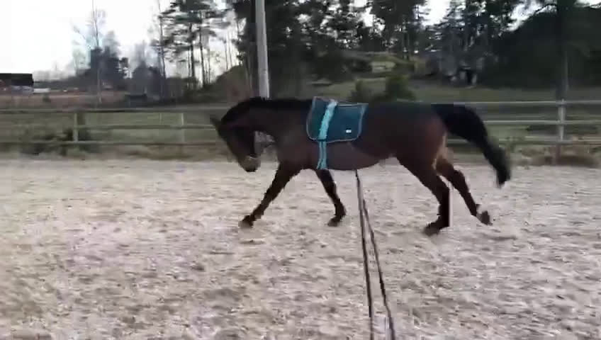 Allround hästar till salu: Trevlig allround/hobbyhäst  - Video 2