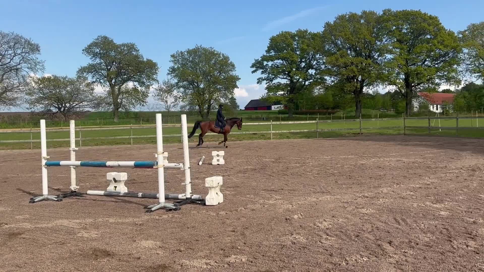 Allround hästar till salu: Hoppglatt Sto 13 år - Video 4