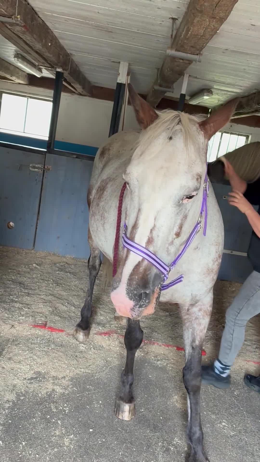 Övrigt hästar till salu: Appaloosa - Video 2