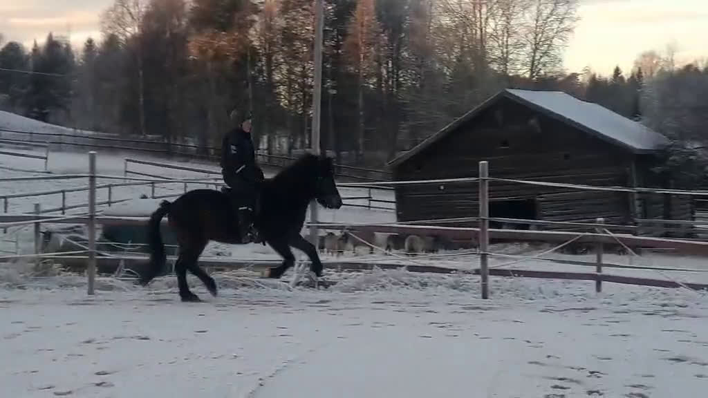 Island hästar till salu: Bedömt sto tävling/avel/fritid i Kälarne - Video 1