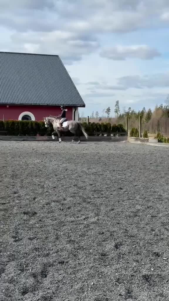 Dressyr hästar till salu: Vänlig valack med ljus framtid - Video 1