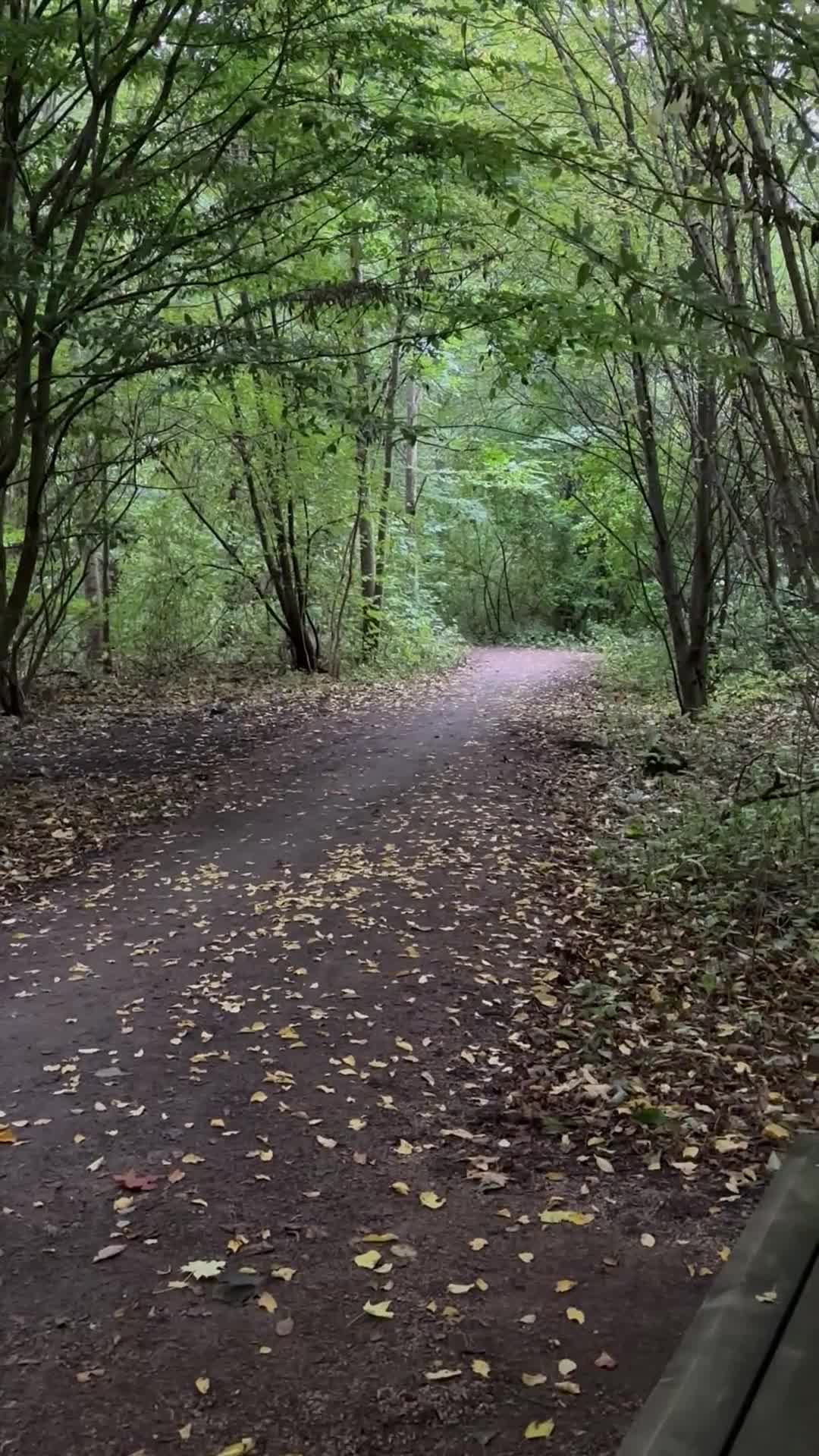 Allround hästar till salu: C-ponny sto - Video 1