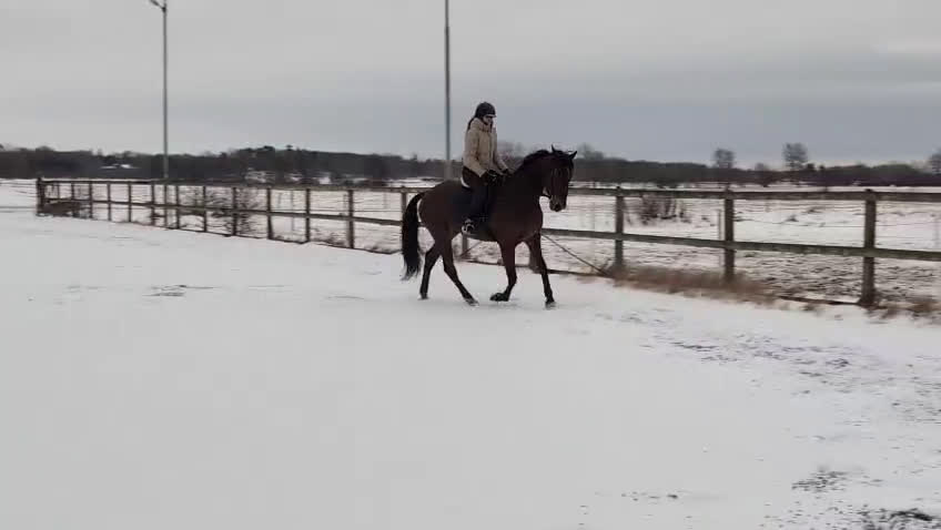 Sällskap hästar till salu: Inriden 8årig valack  i Halmstad - Video 1