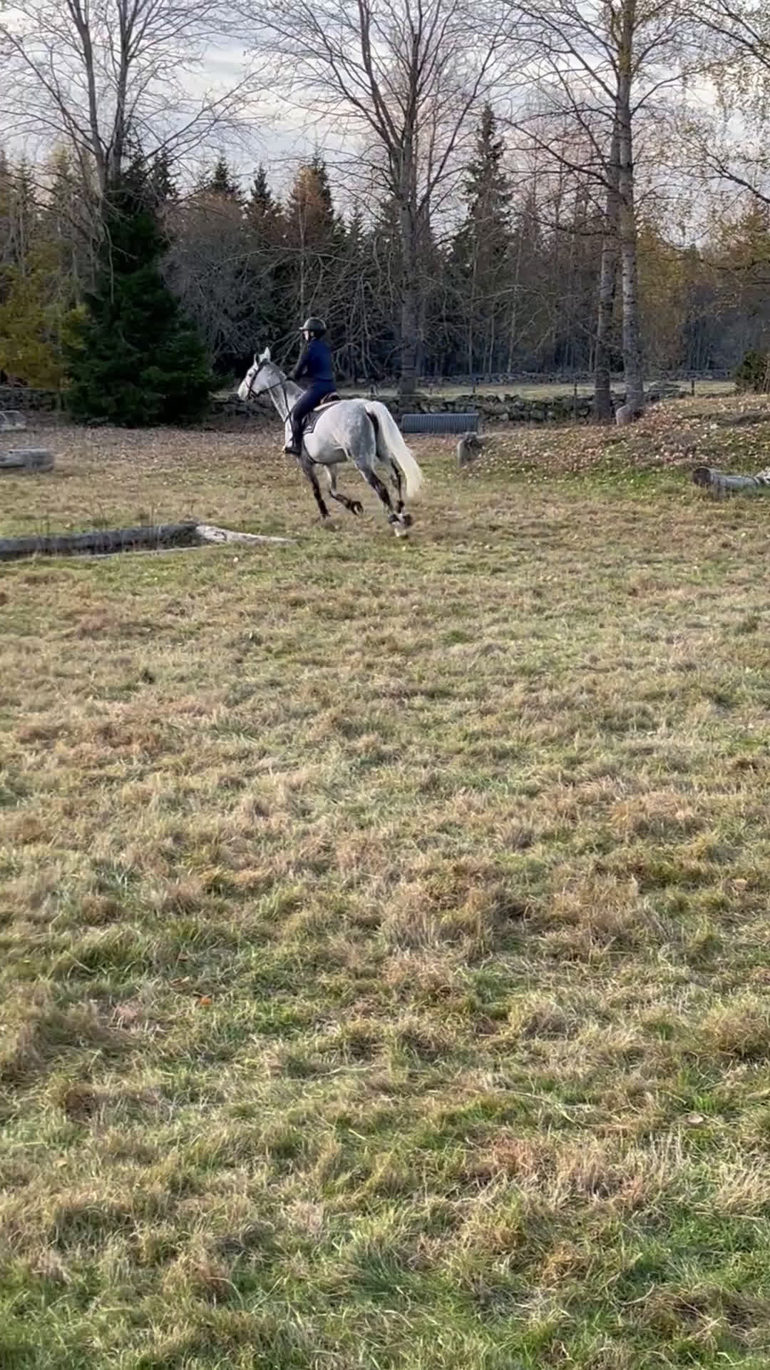 Fälttävlan hästar till salu: Fantastiskt SWB-sto för hopp/fälttävlan i Vetlanda - Video 3