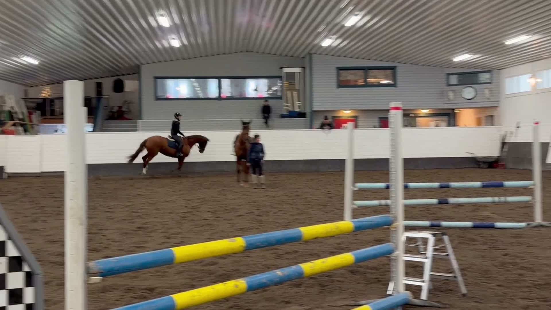 Allround hästar till salu: Sto med stor potential  - Video 1