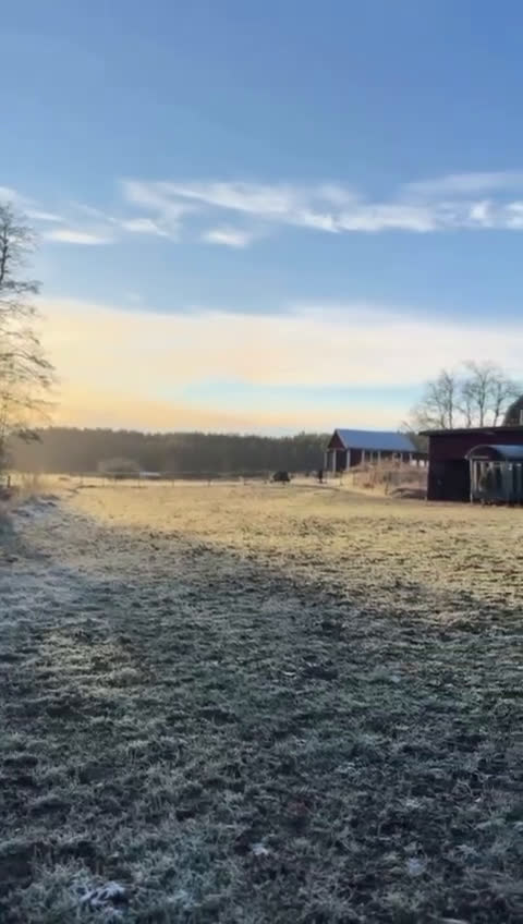  hästservice finnes: Lösdrift med fullservice för unghingstar f.2025 - Video 2