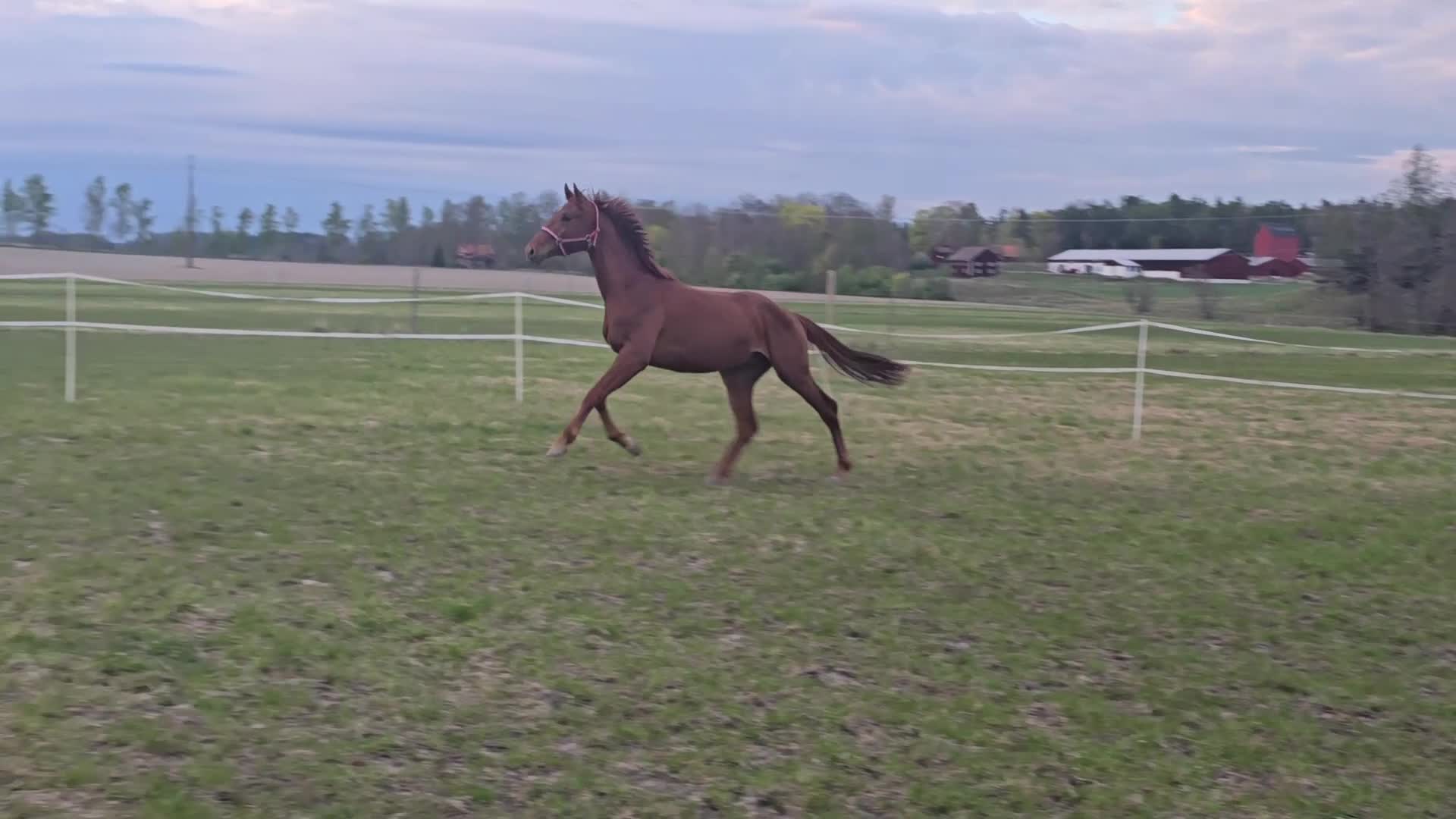 Dressyr hästar till salu: Röd Ferrari - Video 2