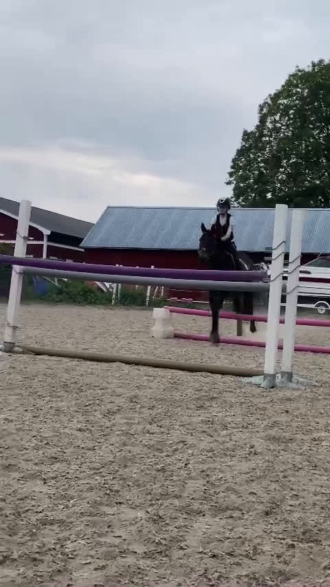  medryttarhäst sökes: Söker en kompis att utvecklas med!😍 - Video 1