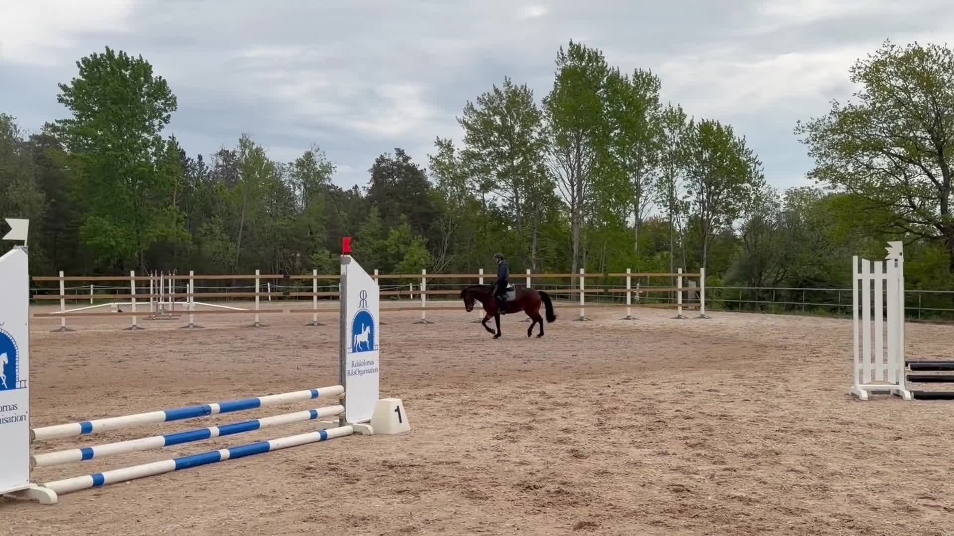 Allround hästar till salu: Trevlig C-ponny till salu  - Video 2
