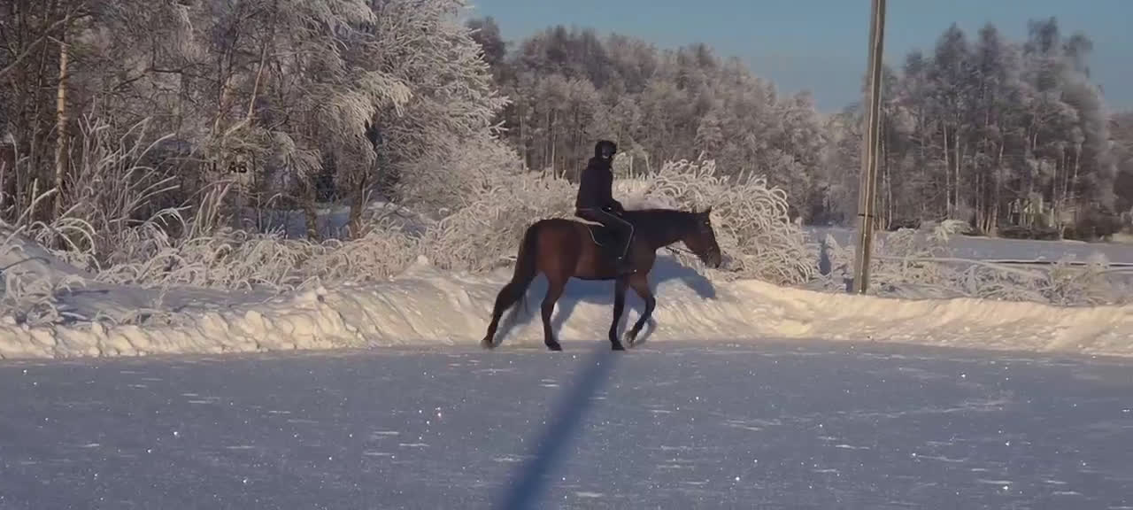 Allround hästar till salu: Lojal och träningsglad ridtravare  - Video 2