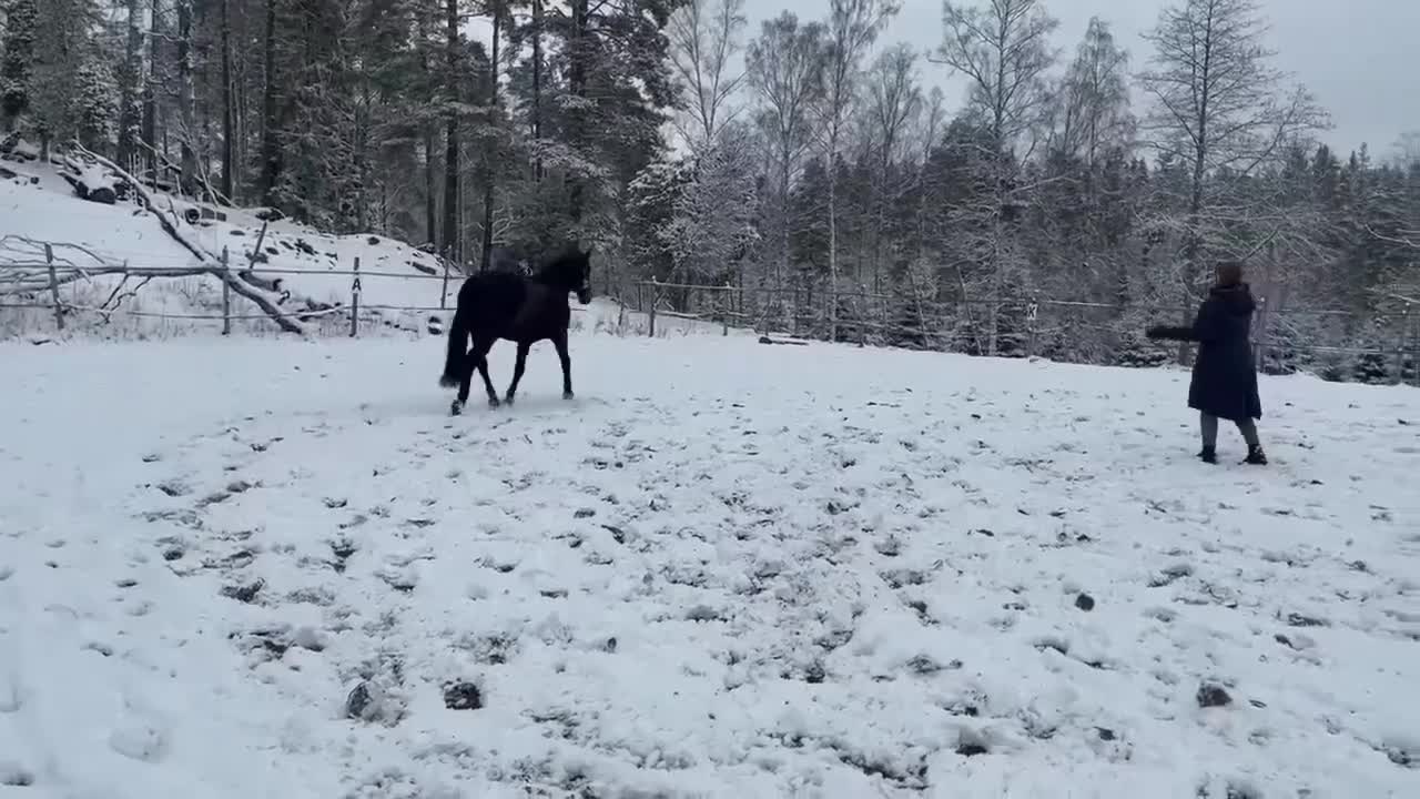  foderhäst finnes: Halv fodervärd / Medryttare  i Tenhult - Video 4
