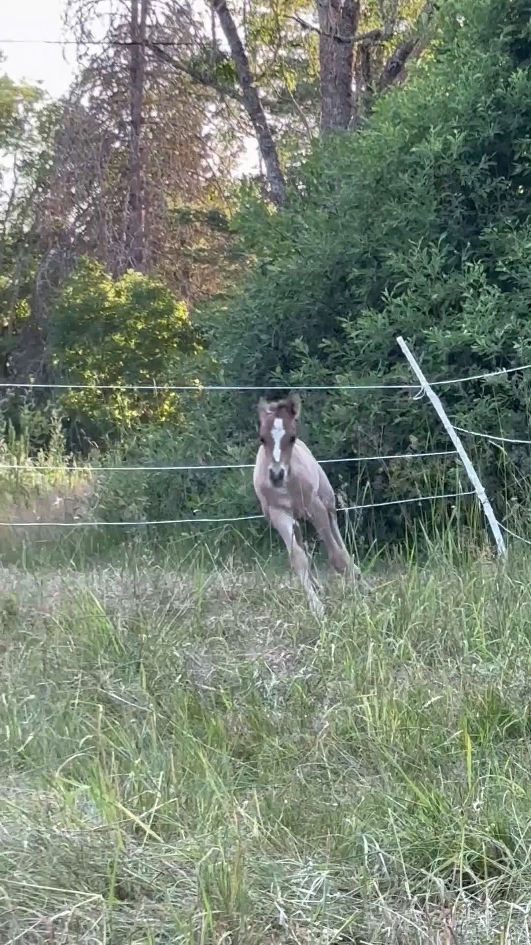 Hoppning hästar till salu: Lovande , charmig ponny i Köping - Video 1