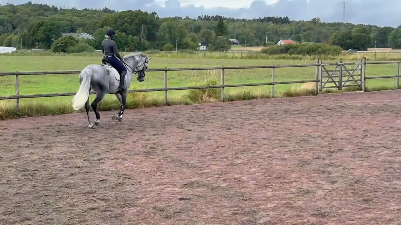 Allround hästar till salu: Trevligt SWB sto 10 år - Video 1
