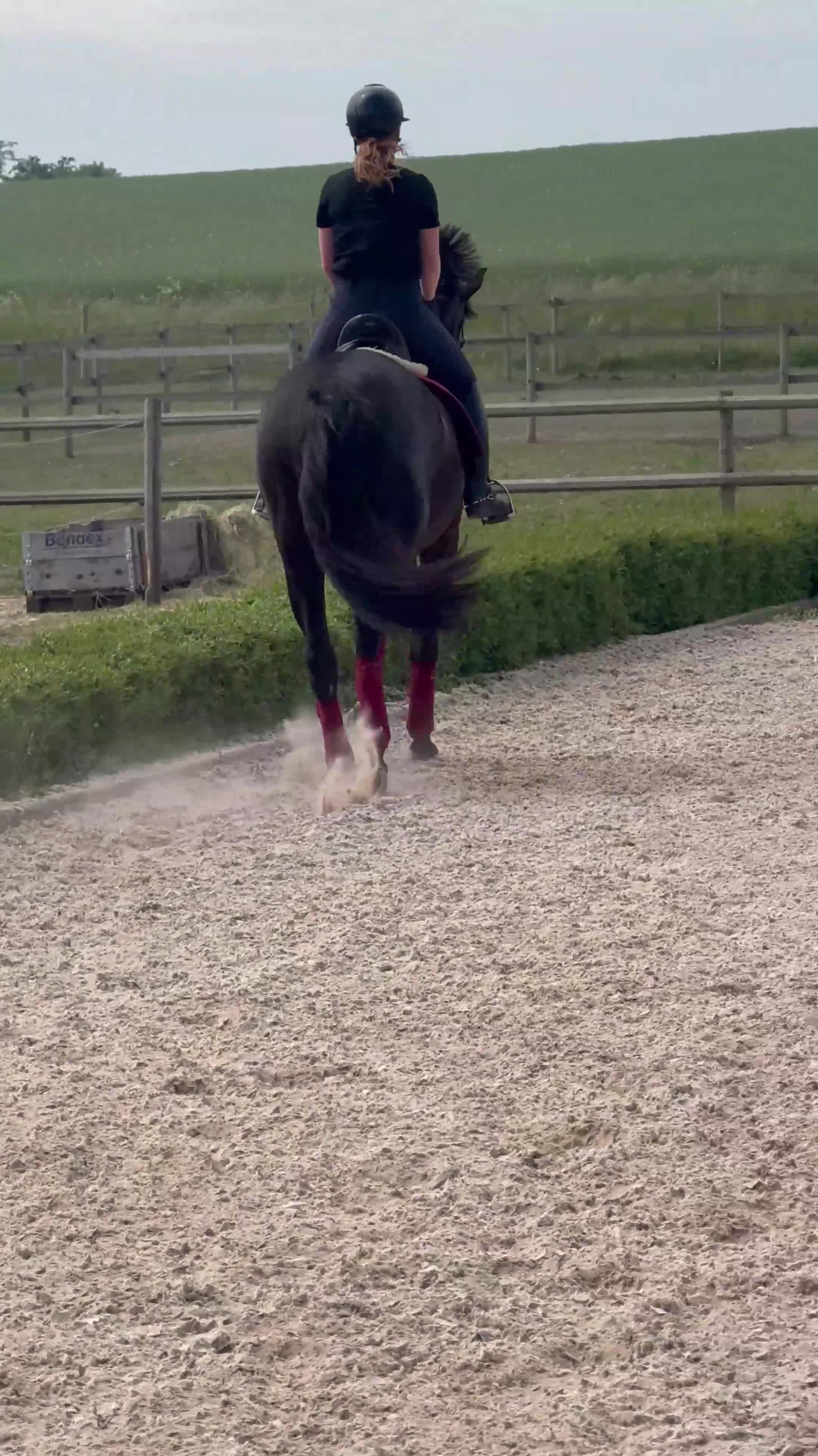 Dressyr hästar till salu: Perfekt tillfälle för satsande ryttare  - Video 3