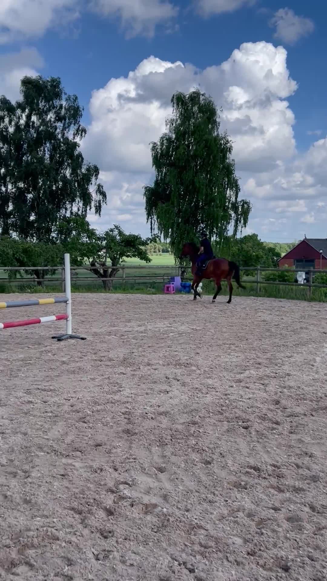 Hoppning hästar till salu: Härlig hopphäst letar nytt hem! - Video 4