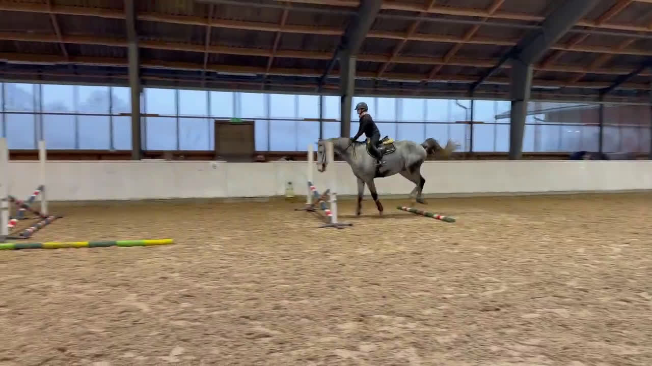 Hoppning hästar till salu: Toppstammad grön 5 åring  i Södra Sandby - Video 3