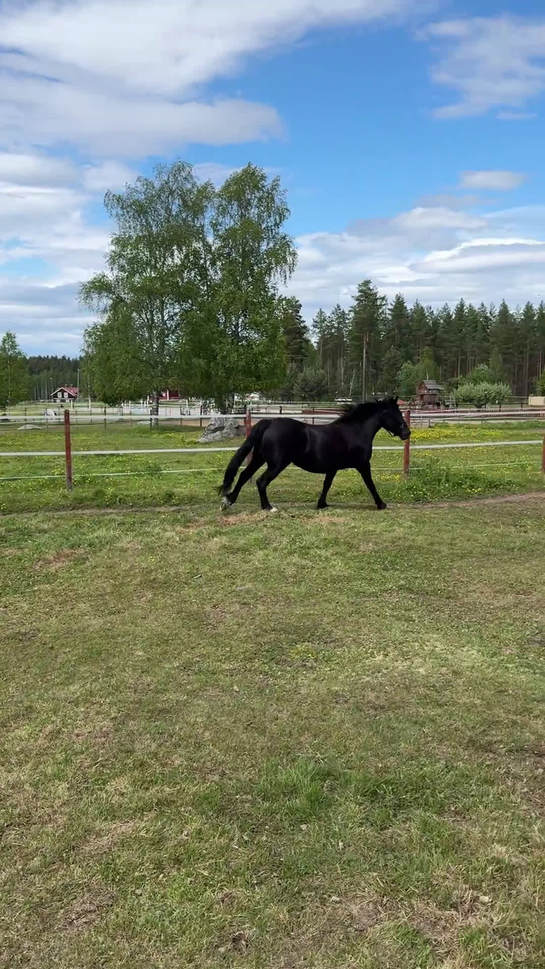 Allround hästar till salu: Snällt kallblod i Leksand - Video 1