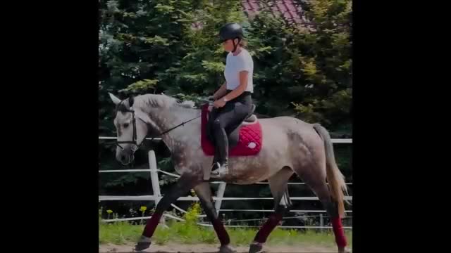 Allround hästar till salu: Exceptional Grey Beauty - Video 1
