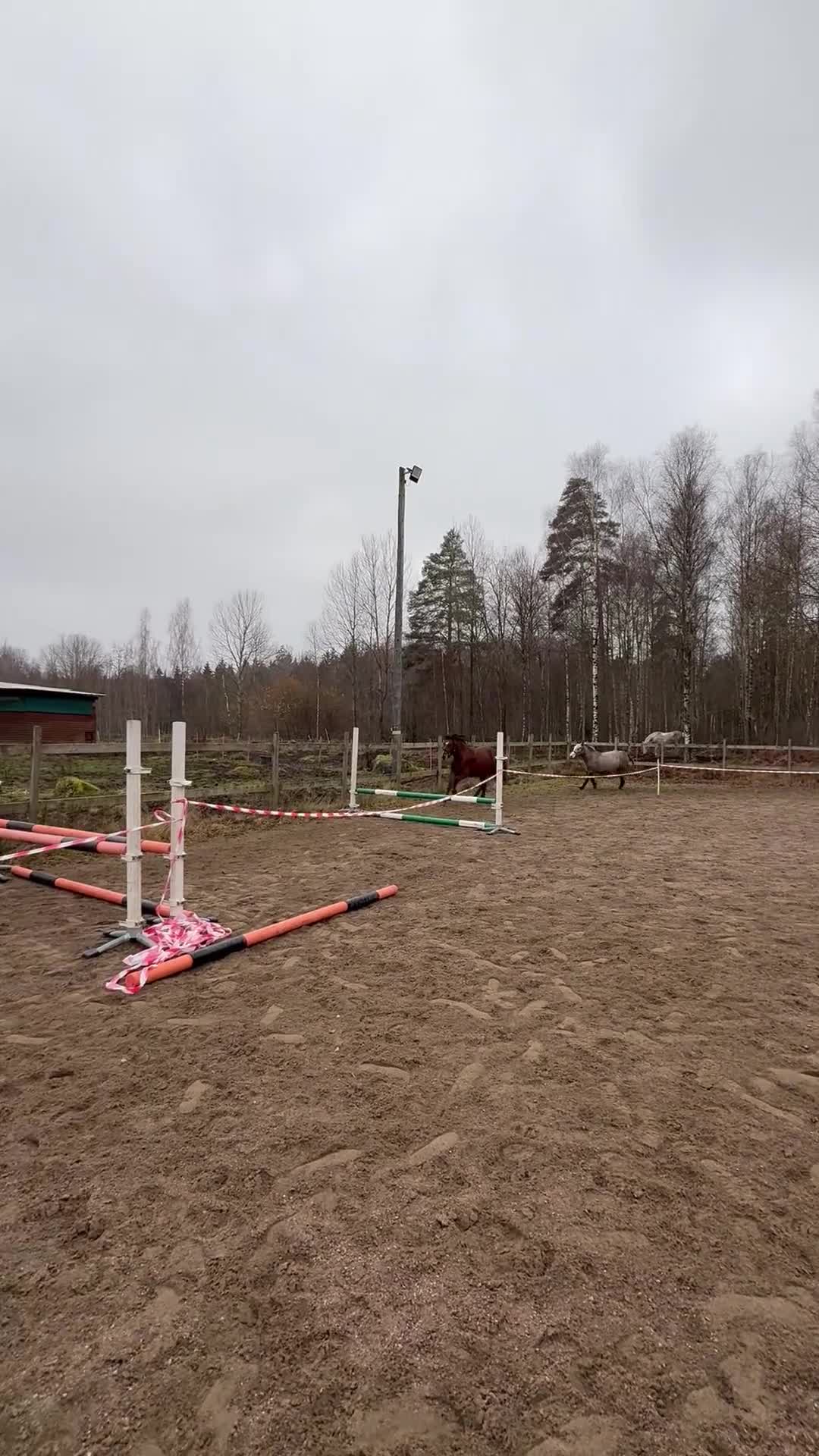 Hoppning hästar till salu: Lovande ponny för framtiden med toppstam! ⭐️ - Video 1