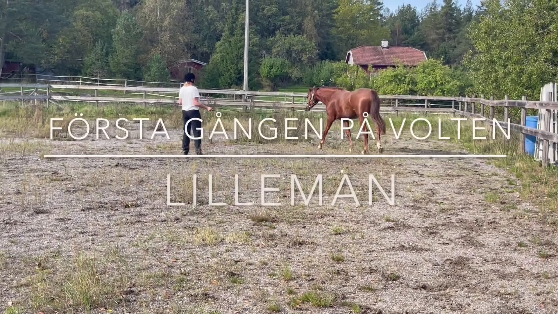 Hoppning hästar till salu: 2-årigt svenskt varmblod SWB i Åkersberga - Video 1