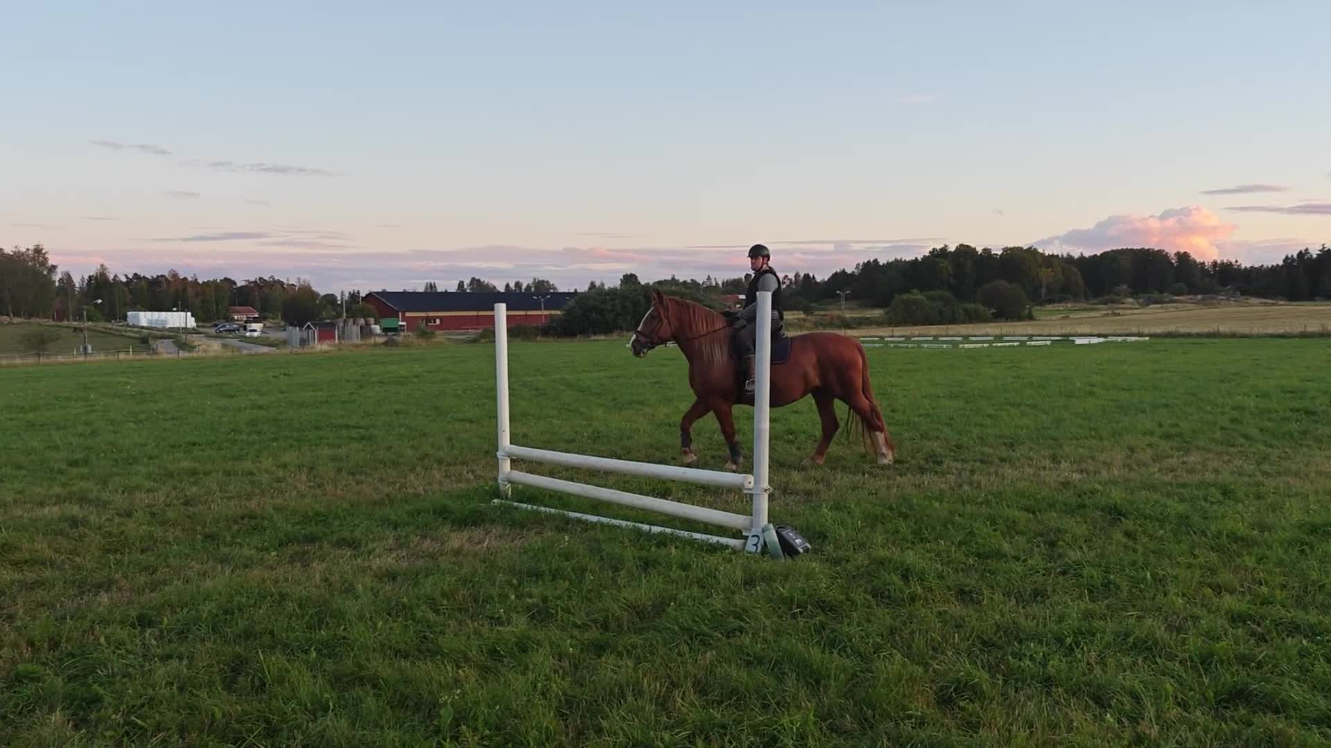 Allround hästar till salu: Stor viktbärande fux sto - Video 3