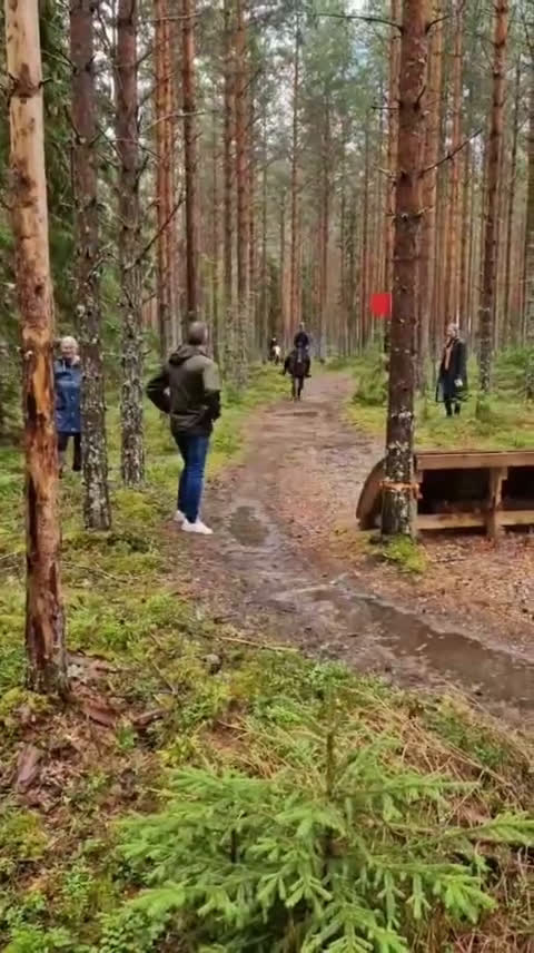 Allround hästar till salu: Den roliga ponnyn du kan göra allt med! - Video 2