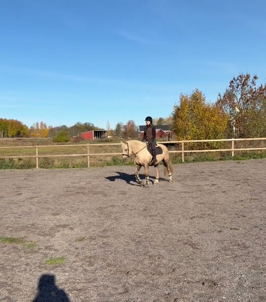 Allround hästar till salu: Lyxig Welsh cob, framtida tävlingsponny! - Video 1