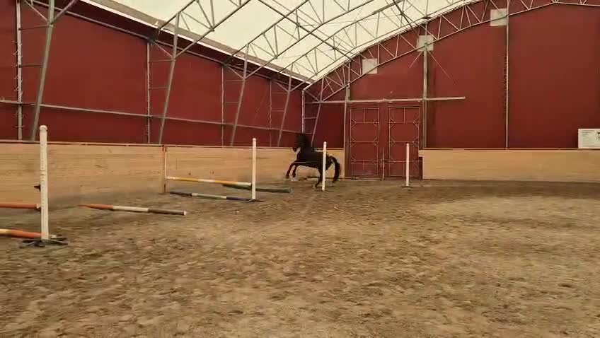 Hoppning hästar till salu: Högklassig Svart 4 årsvalack - Video 1
