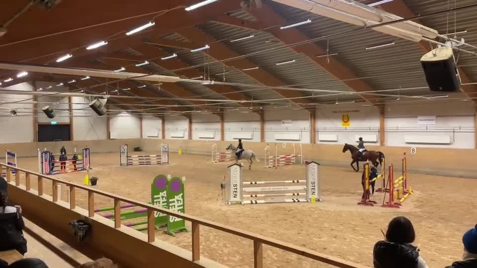 Allround hästar till salu: Charmig valack - Video 1