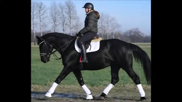 Allround hästar till salu: A real special black Bombproof for New Year i Örsundsbro - Video 1