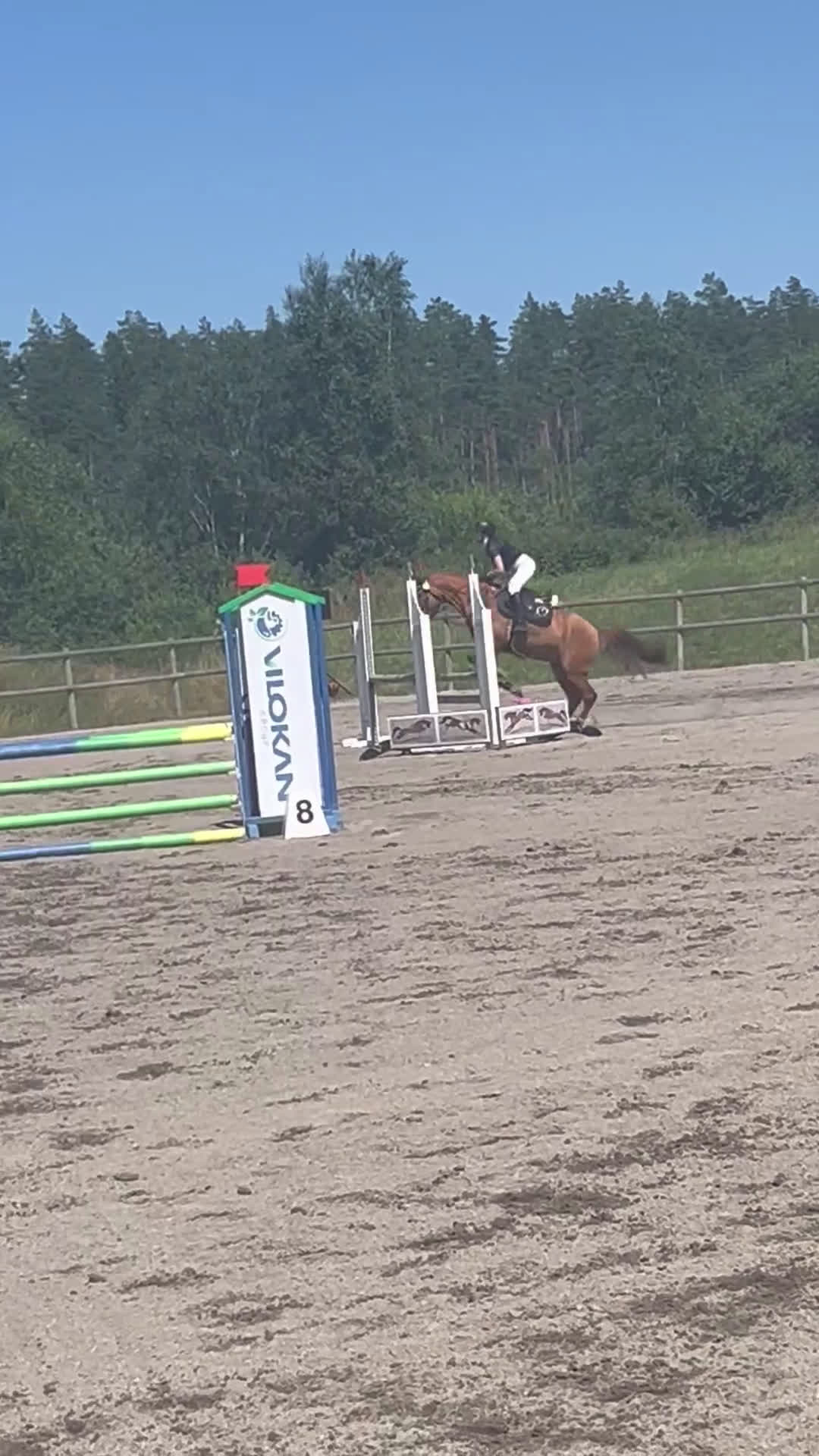 Hoppning hästar till salu: Maxad D-ponny - Video 1