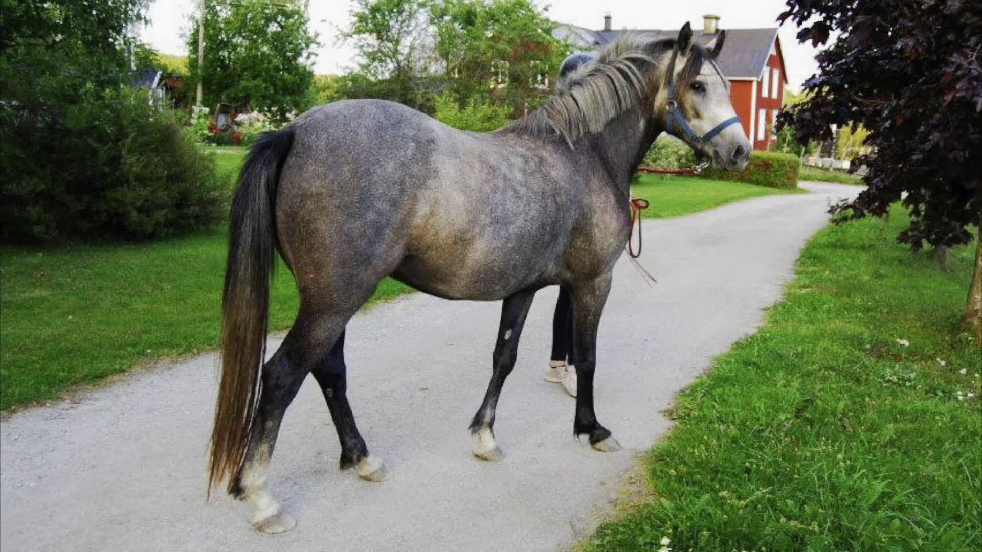 Dressyr hästar till salu: Lovande ungponnysto e. Leuns Veld's Lord i Bergsjö - Video 1