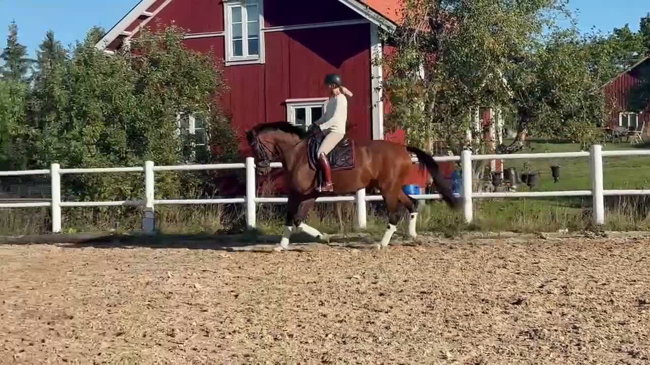 Dressyr hästar till salu: Fantastisk tävlingskompis  - Video 1