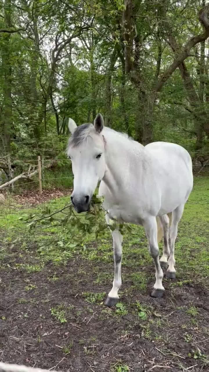 Övrigt hästar till salu: Vill du bli Smokeys nya bästis?  i Viken - Video 4