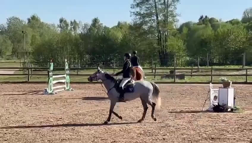 Hoppning hästar till salu: Supertemperament och mkt god ridbarhet - Video 1