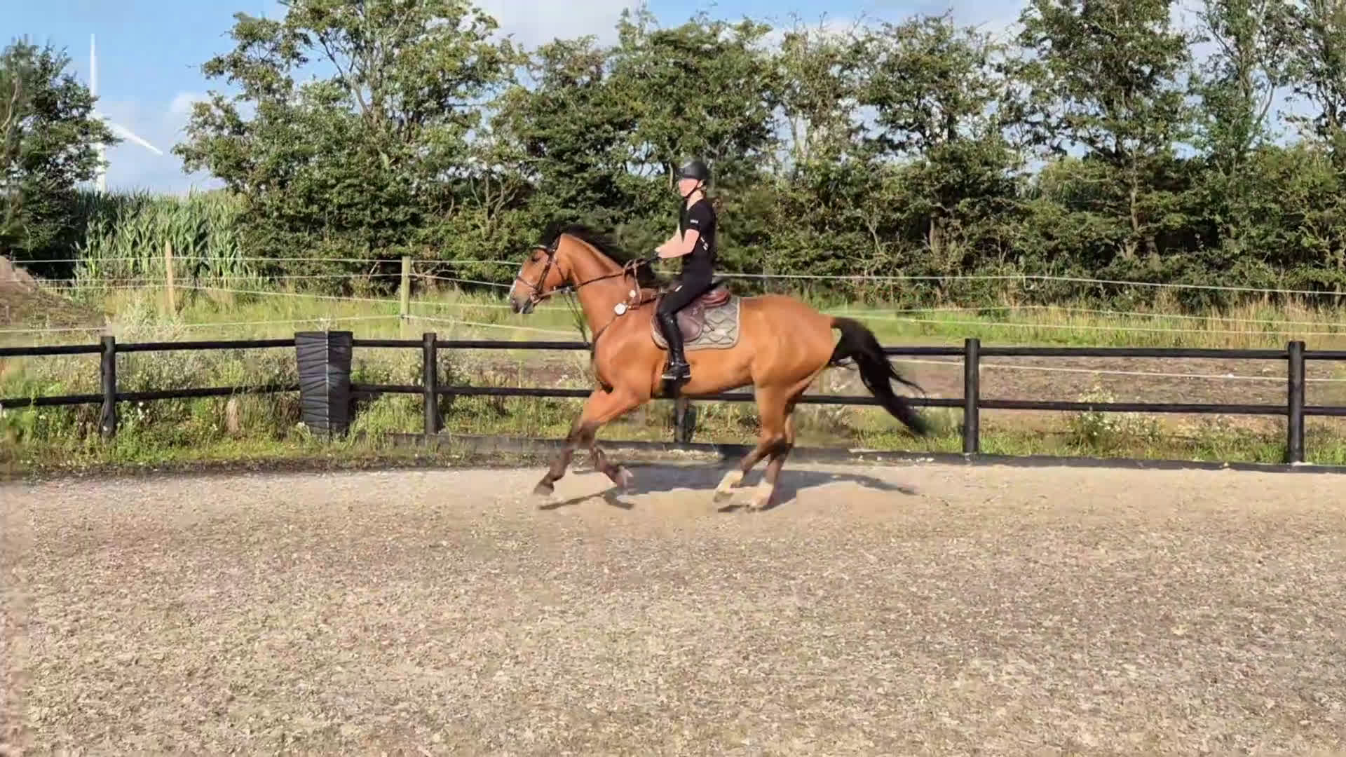 Hoppning hästar till salu: Kvalitetshest - Video 1