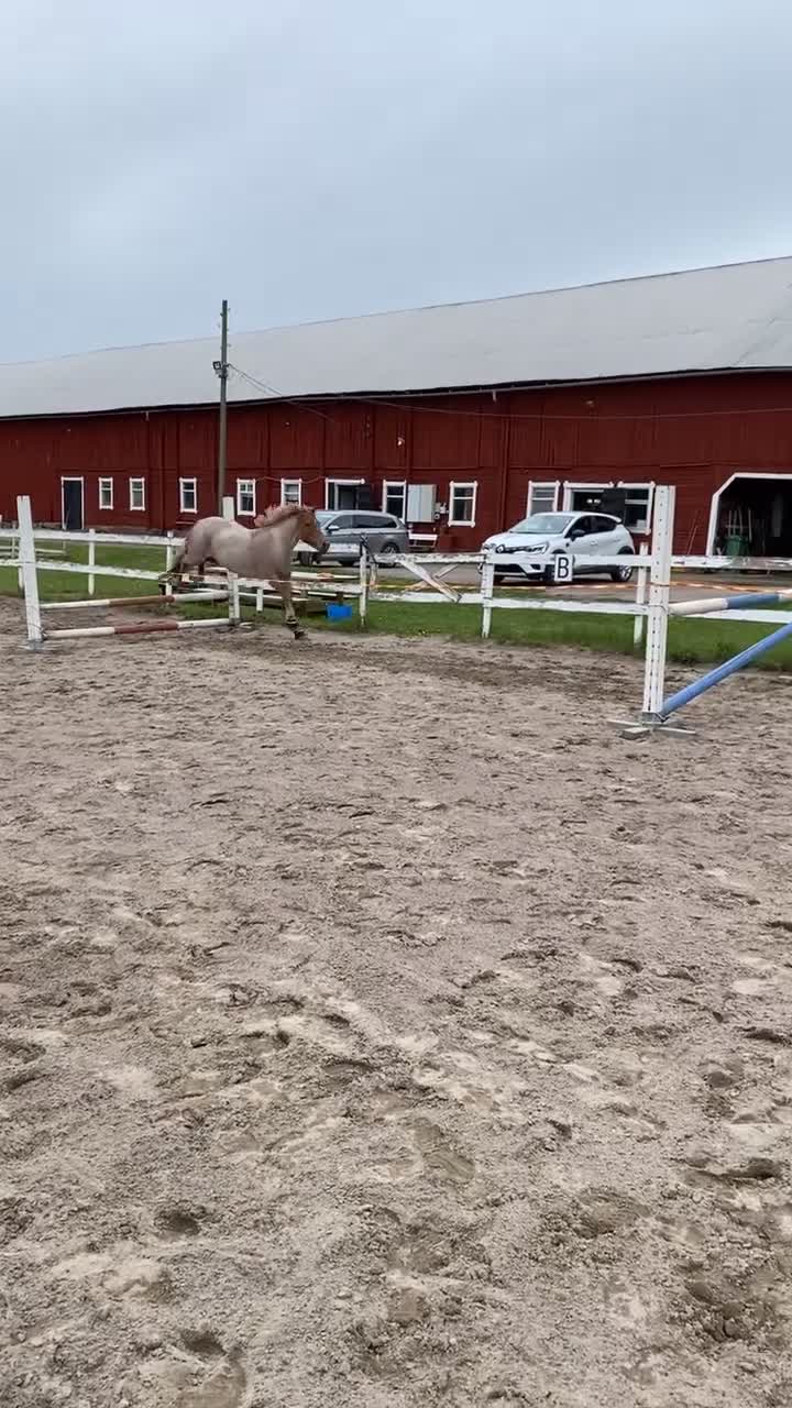 Allround hästar till salu: Charmigaste stjärnan🌟 i Norsholm - Video 3