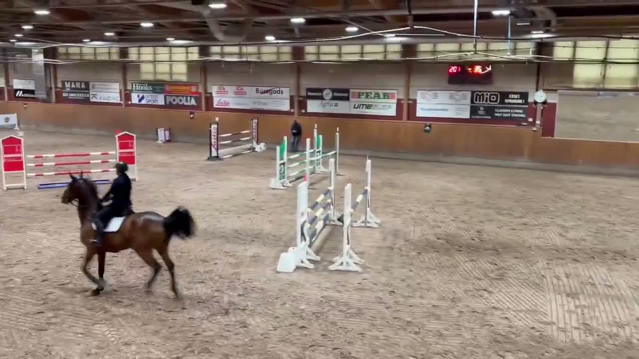 Hoppning hästar till salu: Pigg sporthäst - Video 2