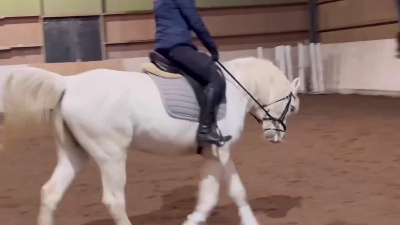 Dressyr hästar till salu: Snäll trevlig valack - Video 5