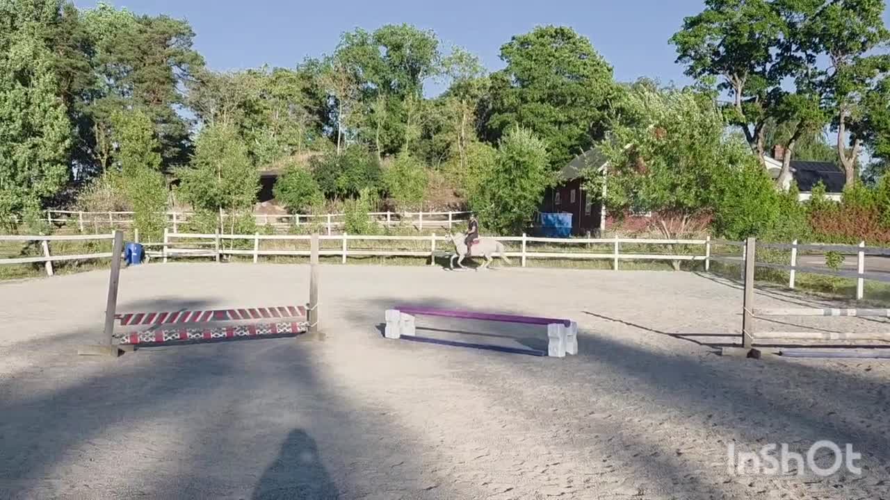 Allround hästar till salu: 5-årigt Welshpartbredsto  - Video 1