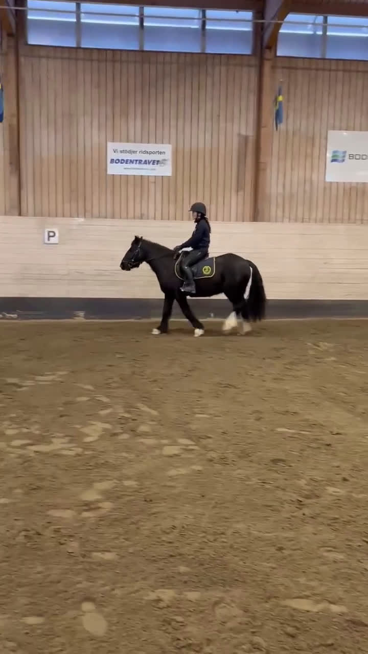 Allround hästar till salu: Positiv 5-åring - Video 2