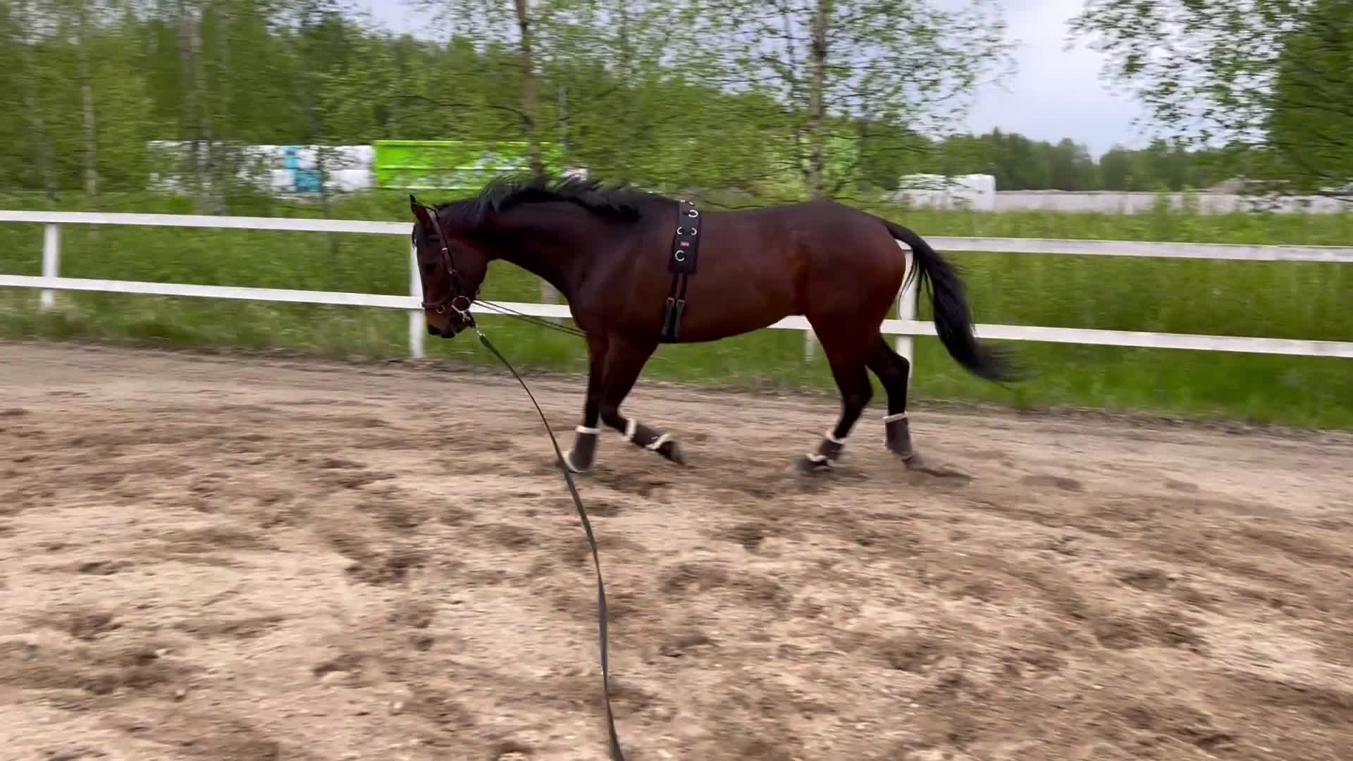 Allround hästar till salu: Underbar bästavän säljes/lånas ut i Luleå - Video 1